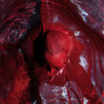 Portada de Not Here Not Gone de Blackwater Holylight